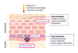acción niacinamida